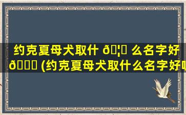 约克夏母犬取什 🦟 么名字好 🐝 (约克夏母犬取什么名字好听点)
